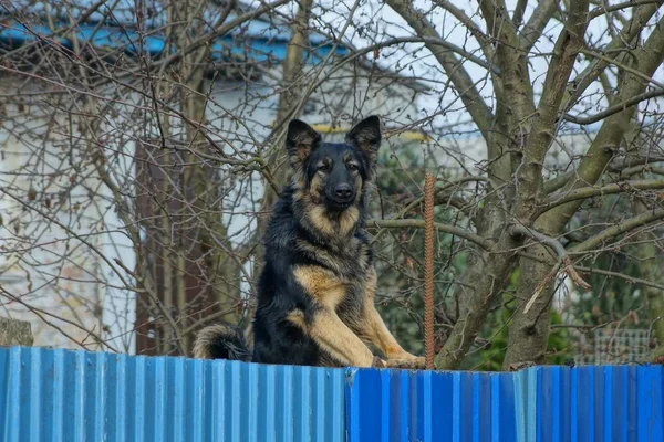 大きな黒い犬が通りの青い柵の上に立っていて — ストック写真