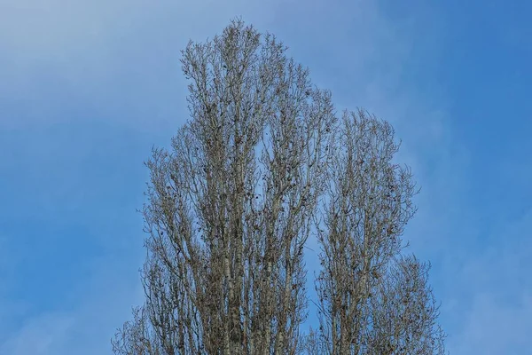 Gray Branches Large Poplar Tree Blue Sky — Stock Photo, Image