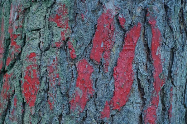 红漆棕松树皮木纹 — 图库照片