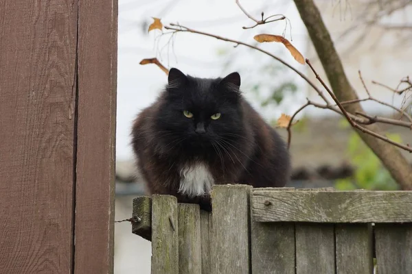 Gato Peludo Negro Sienta Una Cerca Madera Gris Calle — Foto de Stock