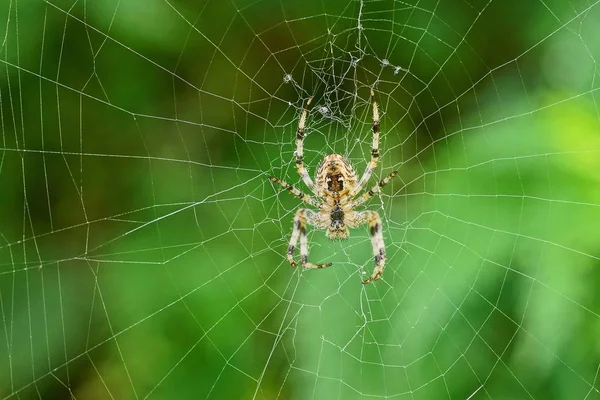 Una Gran Araña Marrón Sienta Una Tela Blanca Sobre Fondo —  Fotos de Stock