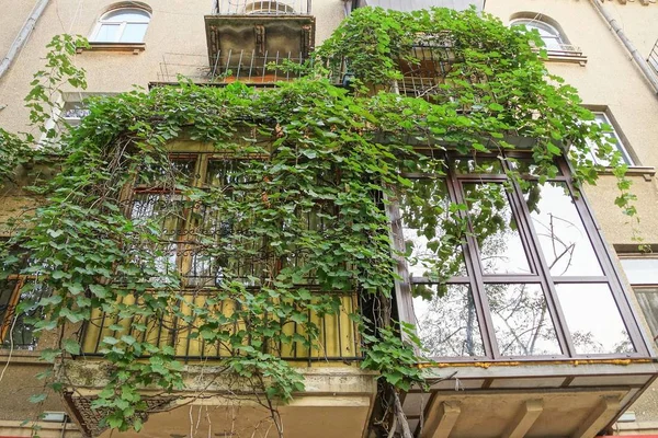 Balcon Fermé Recouvert Végétation Verte Sur Mur Une Grande Maison — Photo
