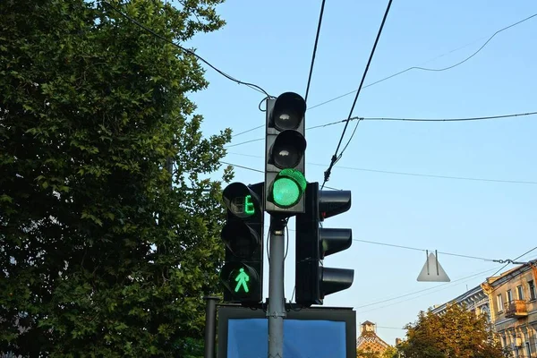 一根杆子上的黑色红绿灯 树枝间有树叶 街道上有绿灯 — 图库照片