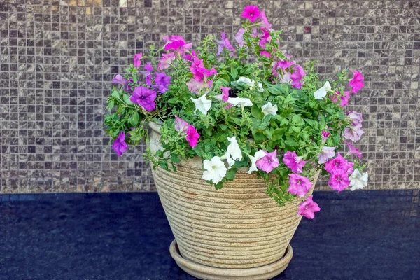 flowerpot with decorative flowers on a black sidewalk near a brown wall