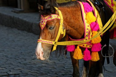 # Renkli koşumlu küçük kahverengi bir midilli # Sokakta gri bir kaldırımda duruyor