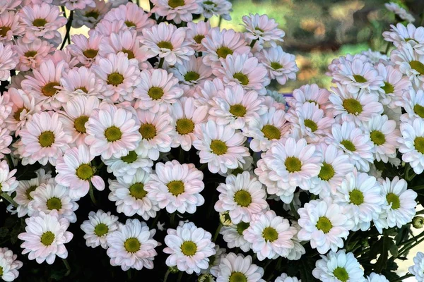 Натуральна Квіткова Текстура Букета Білих Квітів Ромашок Вулиці — стокове фото