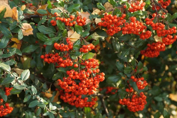 Many Red Rowan Berries Branches Bush Green Leaves Summer Garden — Stock Photo, Image