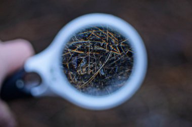 Eldeki büyük beyaz büyüteç doğadaki kuru kahverengi dalları ve bitkileri büyütür.