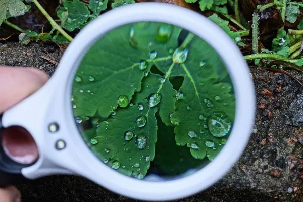 Una Gran Lupa Redonda Magnifica Hierba Verde Con Gotas Agua — Foto de Stock