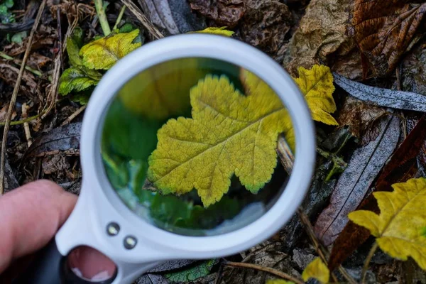 Stor Vit Förstoringslampa Handen Ökar Den Gula Fallna Blad Växt — Stockfoto