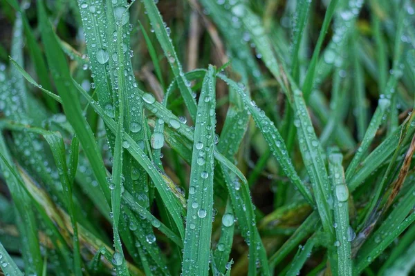 Textura Vegetal Natural Hierba Verde Larga Con Gotas Agua Después — Foto de Stock