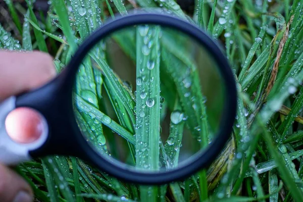 一つの大きな丸い拡大鏡は緑の草を拡大し — ストック写真