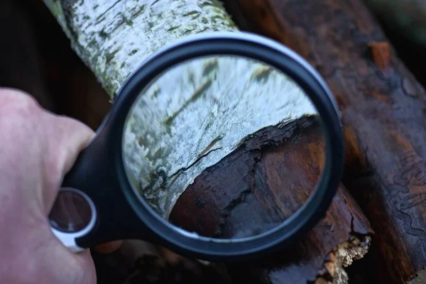 Black Magnifier Hand Increases White Bark Brown Branch Birch Tree — 스톡 사진