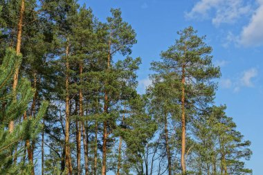 Gökyüzünün arka planında yeşil çam ağaçları ve güneşli bir günde ormanda bulutlar.