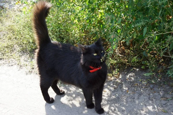 Grande Gatto Nero Con Colletto Rosso Erge Sulla Sabbia Grigia — Foto Stock