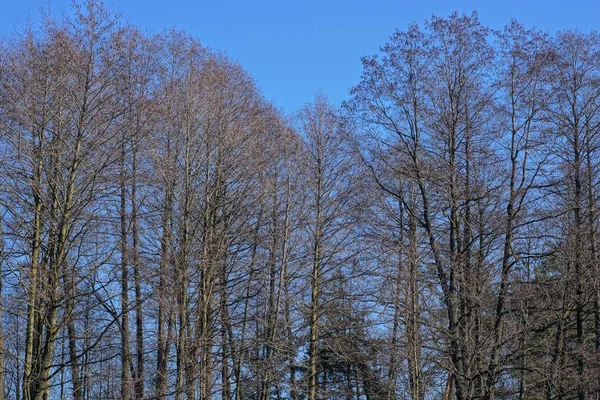 Large Tall Trees Dry Gray Branches Blue Sky Sunny Day — 스톡 사진