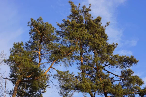 Part Tall Pines Green Needles Background Blue Sky Clouds Sunny — 스톡 사진