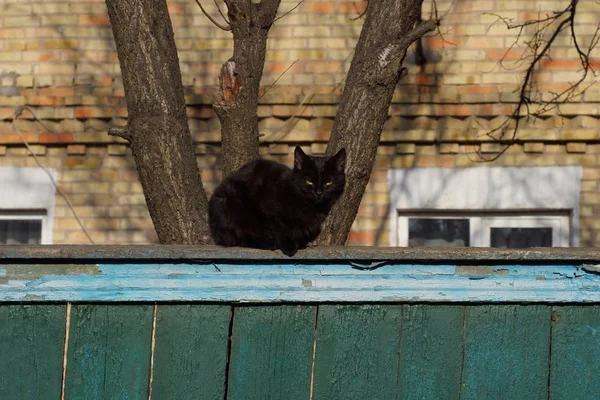 One Black Beautiful Cat Sitting Green Wooden Boards Fence Street — 스톡 사진