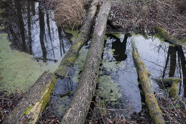 Grumes Anciennes Grumes Troncs Arbres Trouvent Dans Eau Ruisseau Sur — Photo