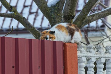 Benekli bir kedi, sokakta gri betondan ve kırmızı metalden bir çitin üzerinde oturuyor.