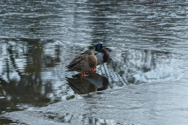 Dos Patos Salvajes Sientan Agua Sobre Hielo Gris Lago Congelado — Foto de Stock