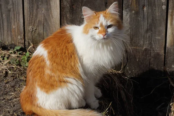 Gato Fofo Grande Manchado Senta Rua Contra Uma Parede Cinza — Fotografia de Stock