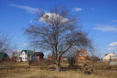 Büyük, gri bir ağaç, güneşli bir günde mavi gökyüzüne karşı kuru bir çayırda duruyor.