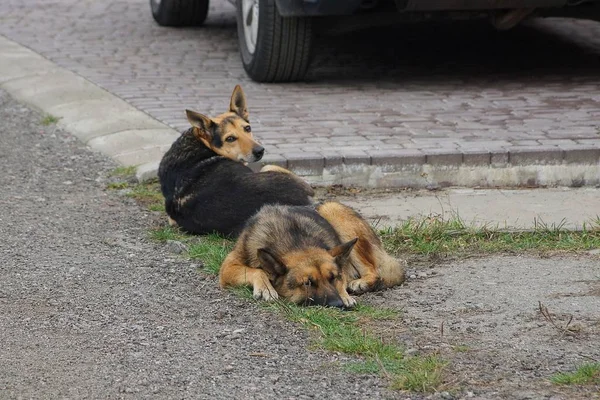 Dos Grandes Perros Marrones Encuentra Camino Gris Hierba Verde Calle — Foto de Stock