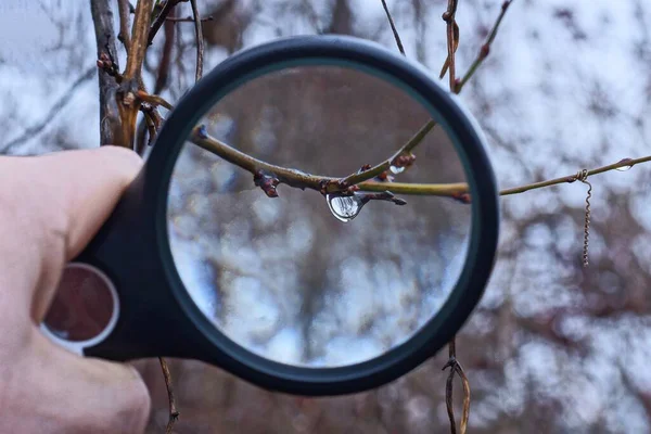 Lupa Negro Mano Aumenta Una Rama Delgada Árbol Con Una — Foto de Stock