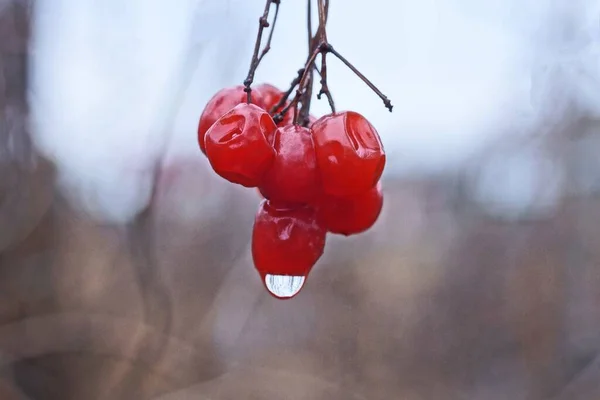 Vörös Érett Viburnum Bogyók Egy Vékony Ágon Cseppek Víz Szürke — Stock Fotó