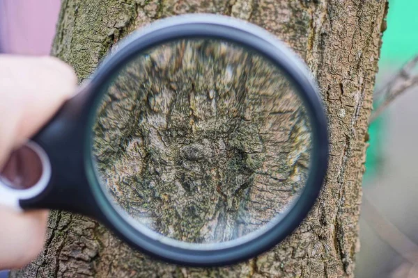 Schwarze Lupe Der Hand Vergrößert Die Braune Rinde Eines Baumes — Stockfoto