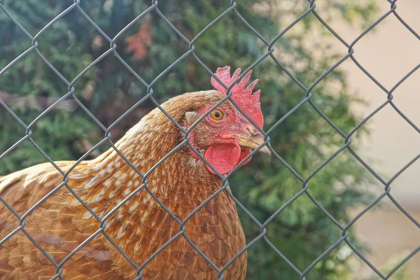 农场街道上一个金属灰色栅栏格栅后面的红鸡 — 图库照片