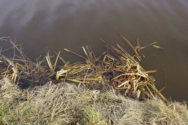 Hierba Gris Seca Orilla Agua Marrón Del Lago Día Soleado — Foto de Stock