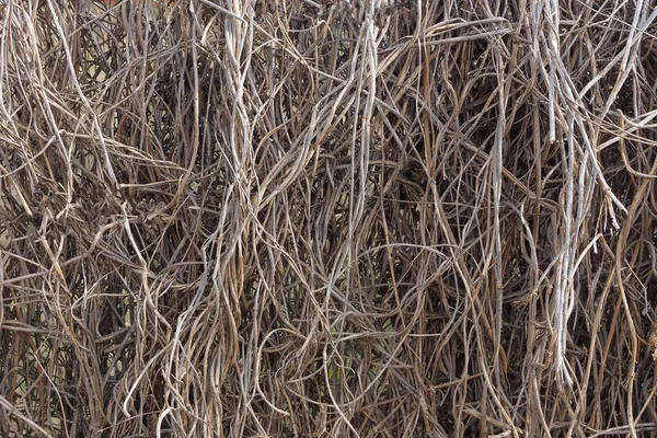 Brun Grå Naturliga Textur Torra Grenar Hög — Stockfoto