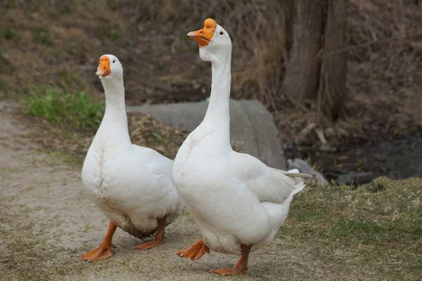 Dos Grandes Gansos Blancos Paran Sobre Arena Gris Hierba Verde — Foto de Stock