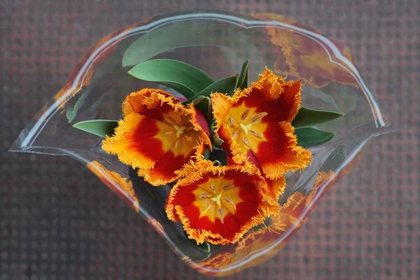 Trois Fleurs Tulipes Colorées Dans Emballage Transparent Cellophane Sur Une — Photo