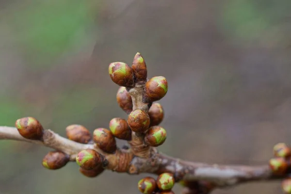 Muchos Brotes Marrones Una Rama Delgada Del Árbol —  Fotos de Stock