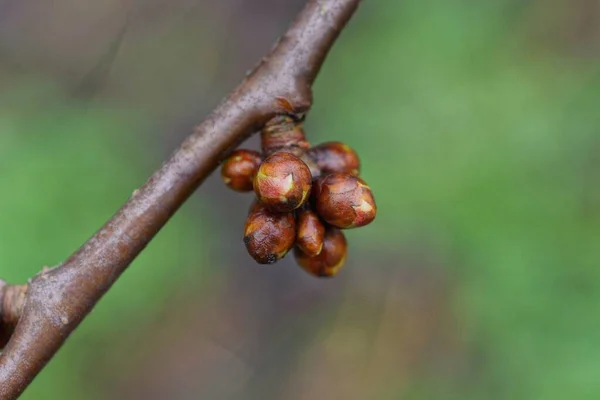 Many Brown Buds Thin Tree Branch Spring Garden — Stock Photo, Image