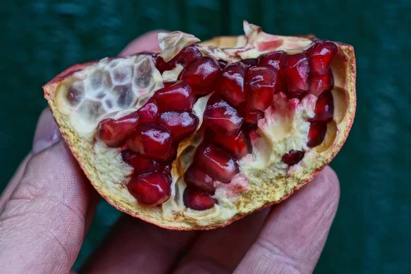 Fingers Hold Piece Ripe Pomegranate Fruit Small Red Berries Green — Stock Photo, Image