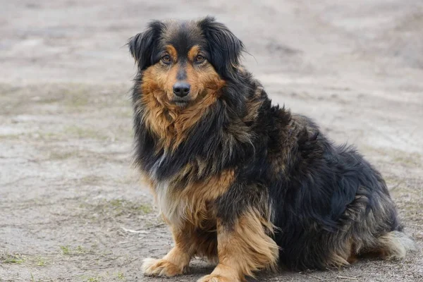 Büyük Kahverengi Bir Köpek Sokakta Yerde Oturuyor — Stok fotoğraf