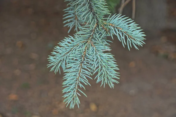 Одна Зеленая Голубая Хвойная Ель Ветви Дерева Коричневом Фоне Природе — стоковое фото