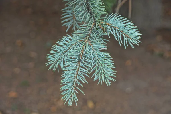 Grön Blå Barrgran Gren Gran Brun Bakgrund Naturen — Stockfoto