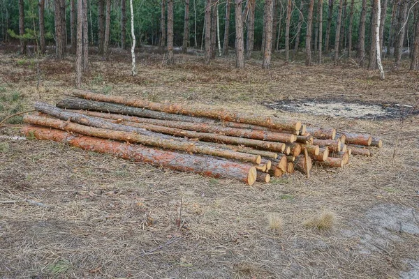 Uma Pilha Troncos Pinho Marrom Fino Encontra Grama Seca Floresta — Fotografia de Stock