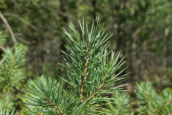 Branche Conifères Vert Mince Sur Pin Dans Nature Jour Été — Photo