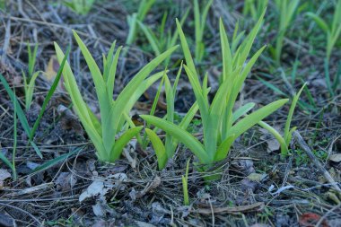 Toprakta yeşil filizler ve bahar bahçesinde kuru otlar
