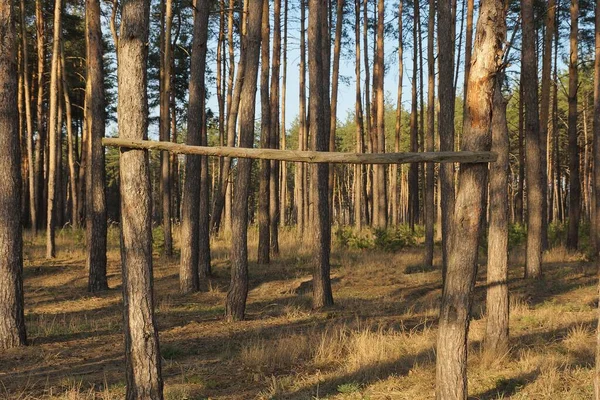 Sports Wooden Crossbeam Two Pine Trees Nature Forest — Stock Photo, Image