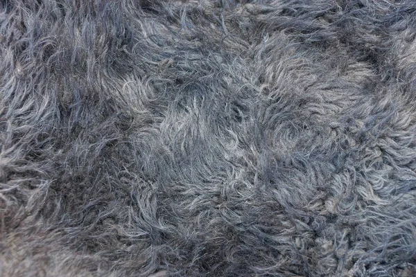 Graue Textur Aus Wolle Und Fell Auf Einem Stück Alter — Stockfoto