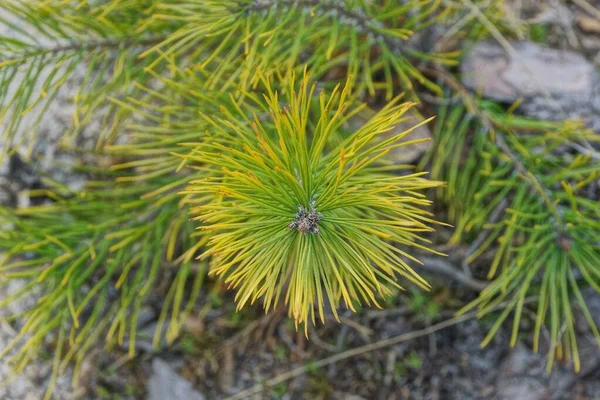 Sottile Ramo Conifere Giallo Verde Pino Natura Giorno Estate — Foto Stock