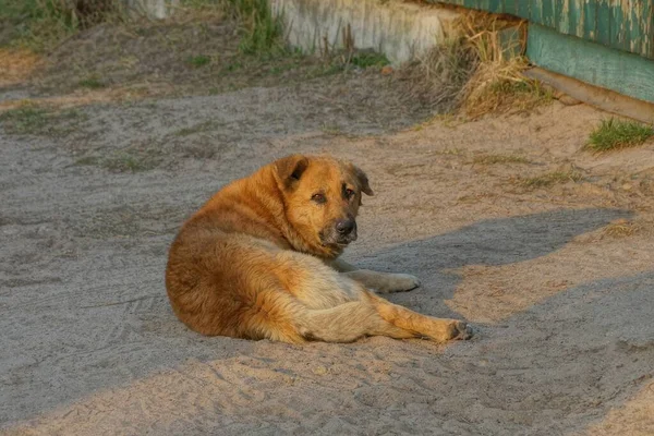 一只大的流浪狗躺在地上 看着街上灰色的沙子 — 图库照片