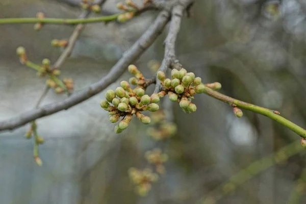 Many Small Green Buds Thin Gray Tree Branch Spring Garden — Stock Photo, Image